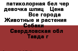 патиколорная бел/чер девочка шпиц › Цена ­ 15 000 - Все города Животные и растения » Собаки   . Свердловская обл.,Тавда г.